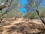 Litsarda Kreta, Litsarda: Erstklassiges Grundstück zum Verkauf in Apokoronas mit Baugenehmigung und atemberaubender Aussicht Grundstück